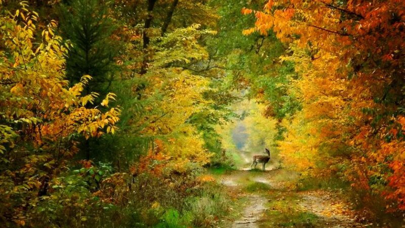 Deer on Forest Path — Yellow, Serene