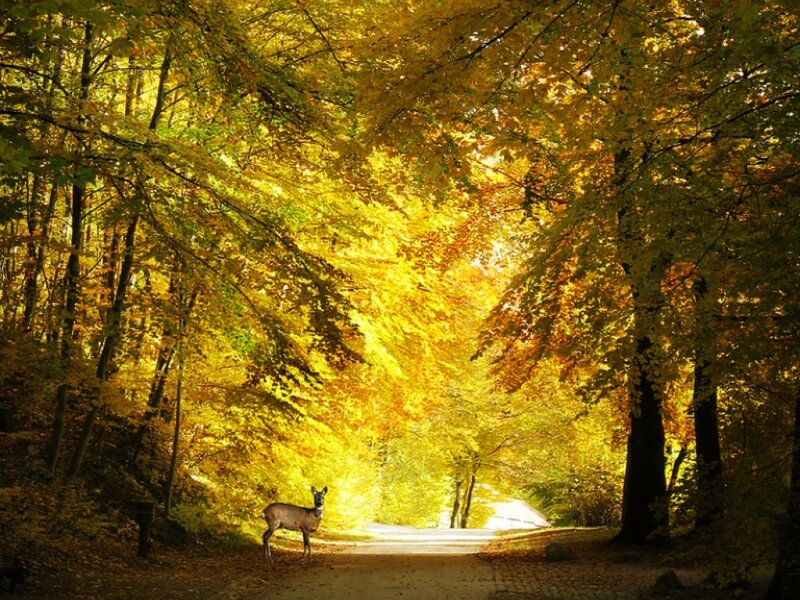Deer on Forest Path — Yellow