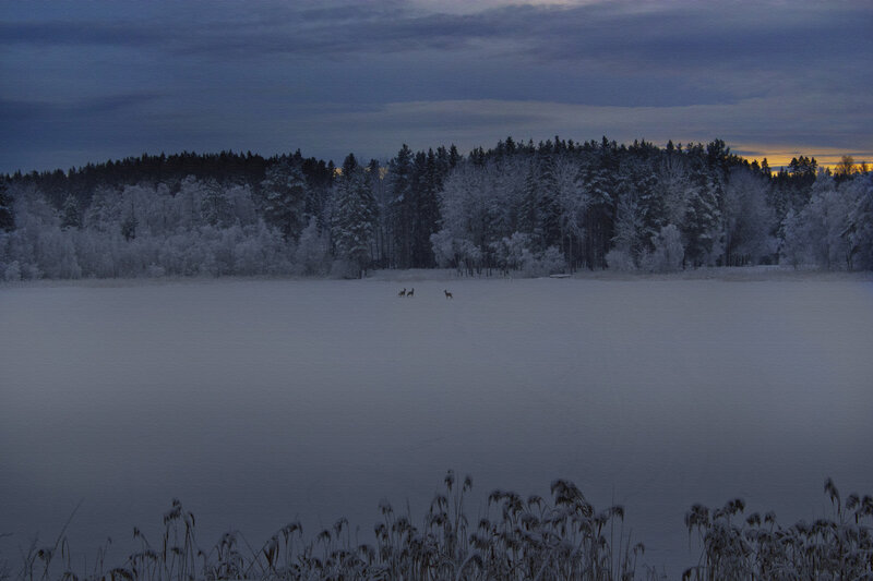 Deer on Frozen Lake