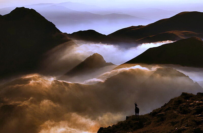 Deer on Mountain Ridge