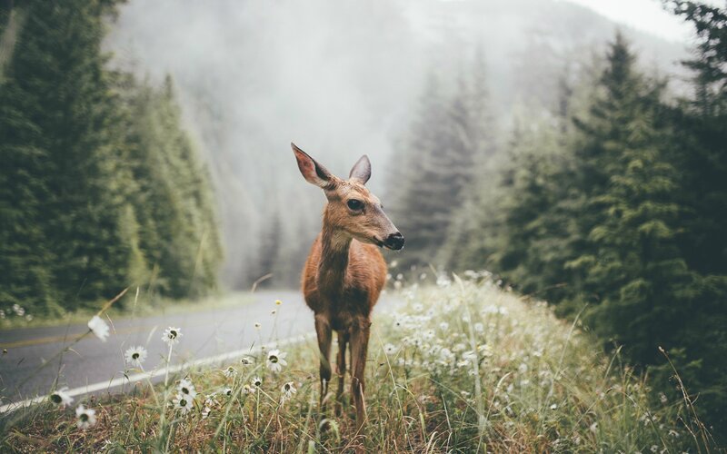 Deer on Roadside — Green
