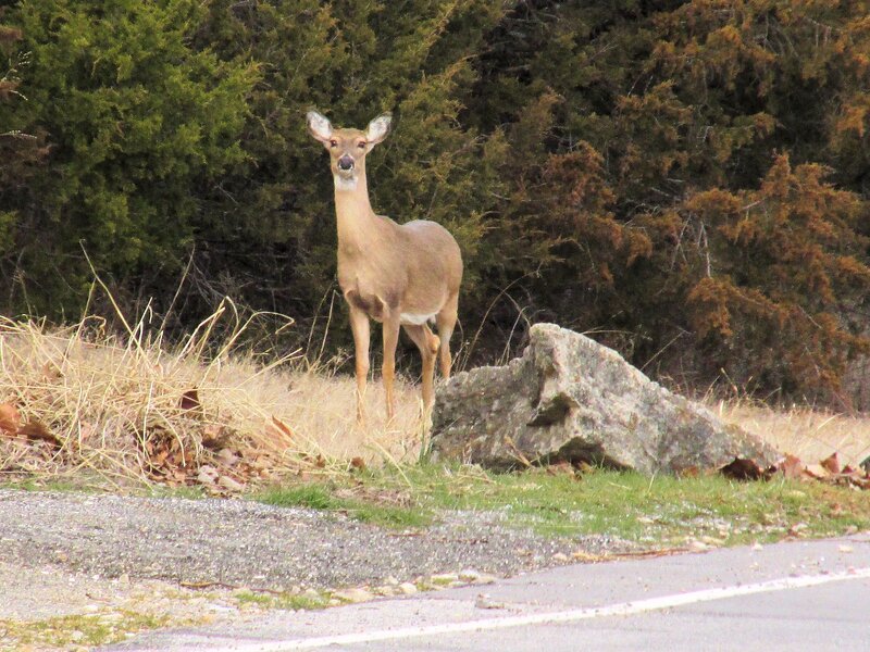 Deer on Roadside