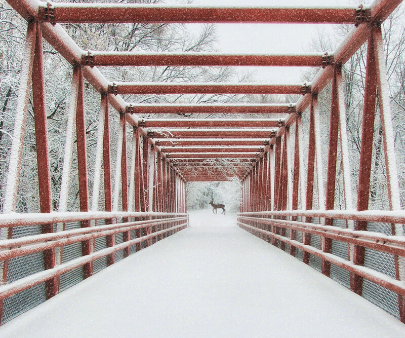 Deer on Snowy Bridge