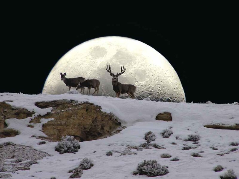 Deer on Snowy Hill