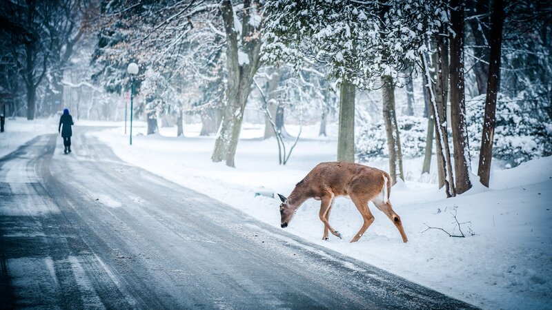 Deer on Snowy Road