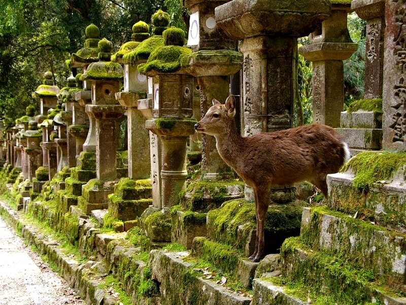 Deer on Stone Steps