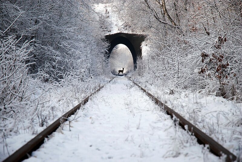 Deer on Train Tracks — White