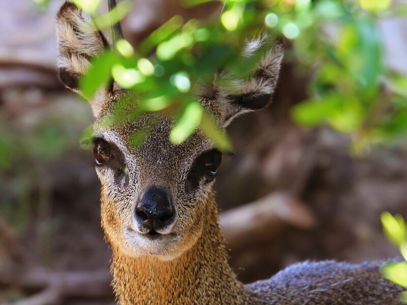 deer peeking through leaves