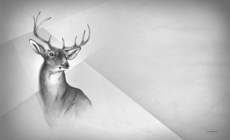 deer portrait sketch