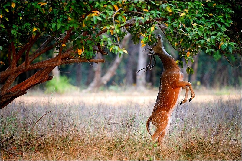 Deer reaching for tree leaves