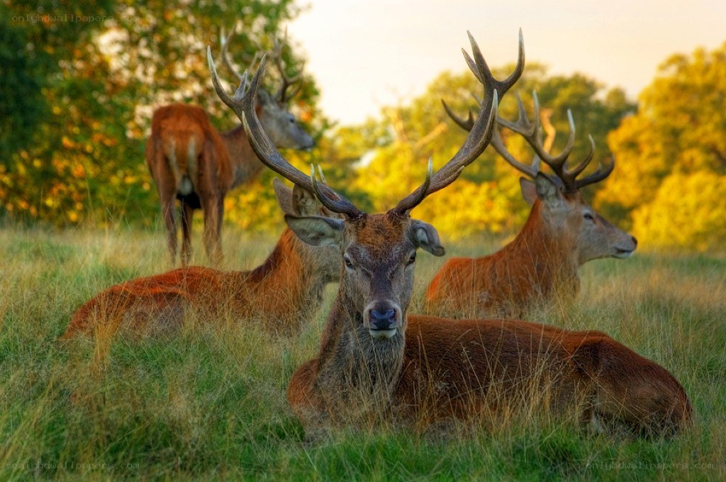 Deer resting in a field