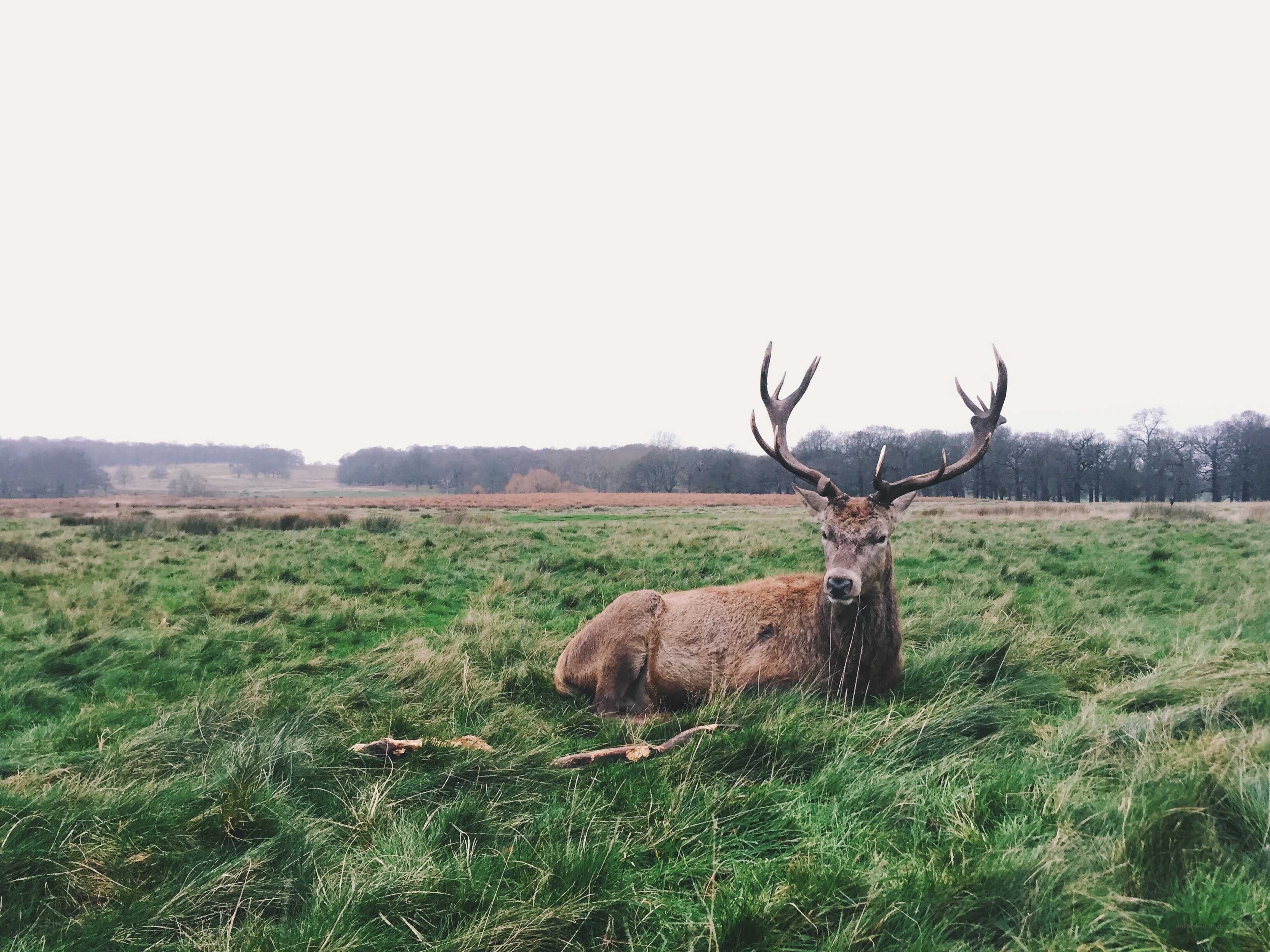 Deer resting in a field