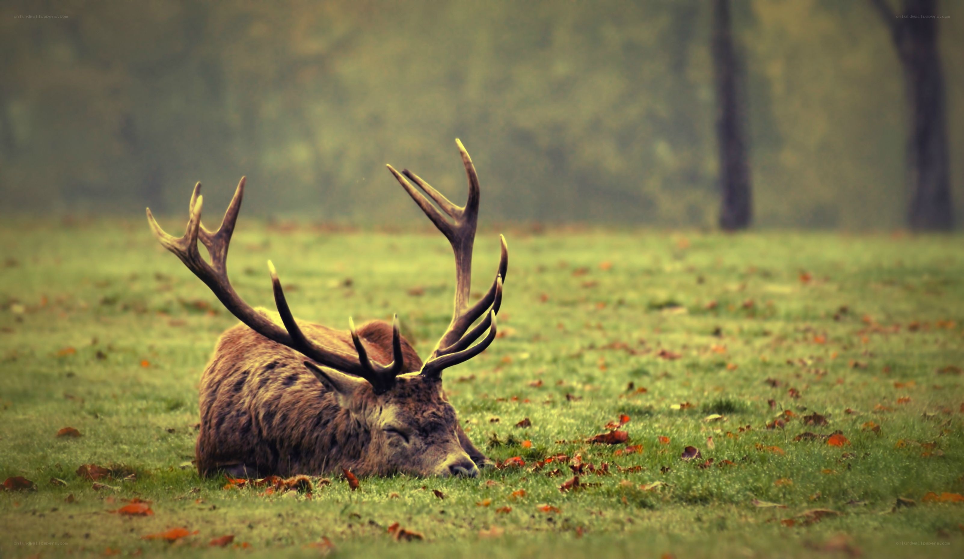 Deer resting in a field