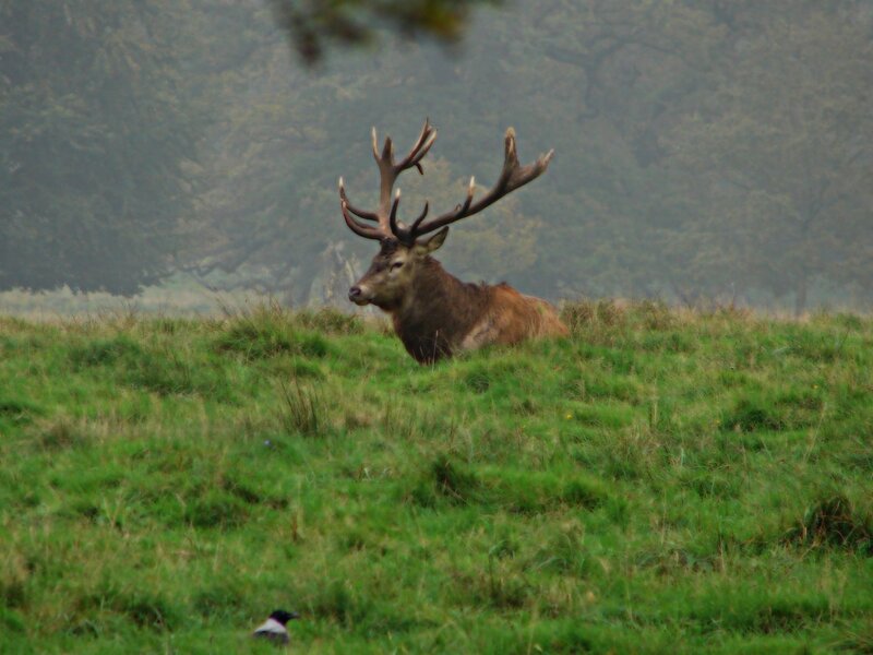 Deer resting in a field