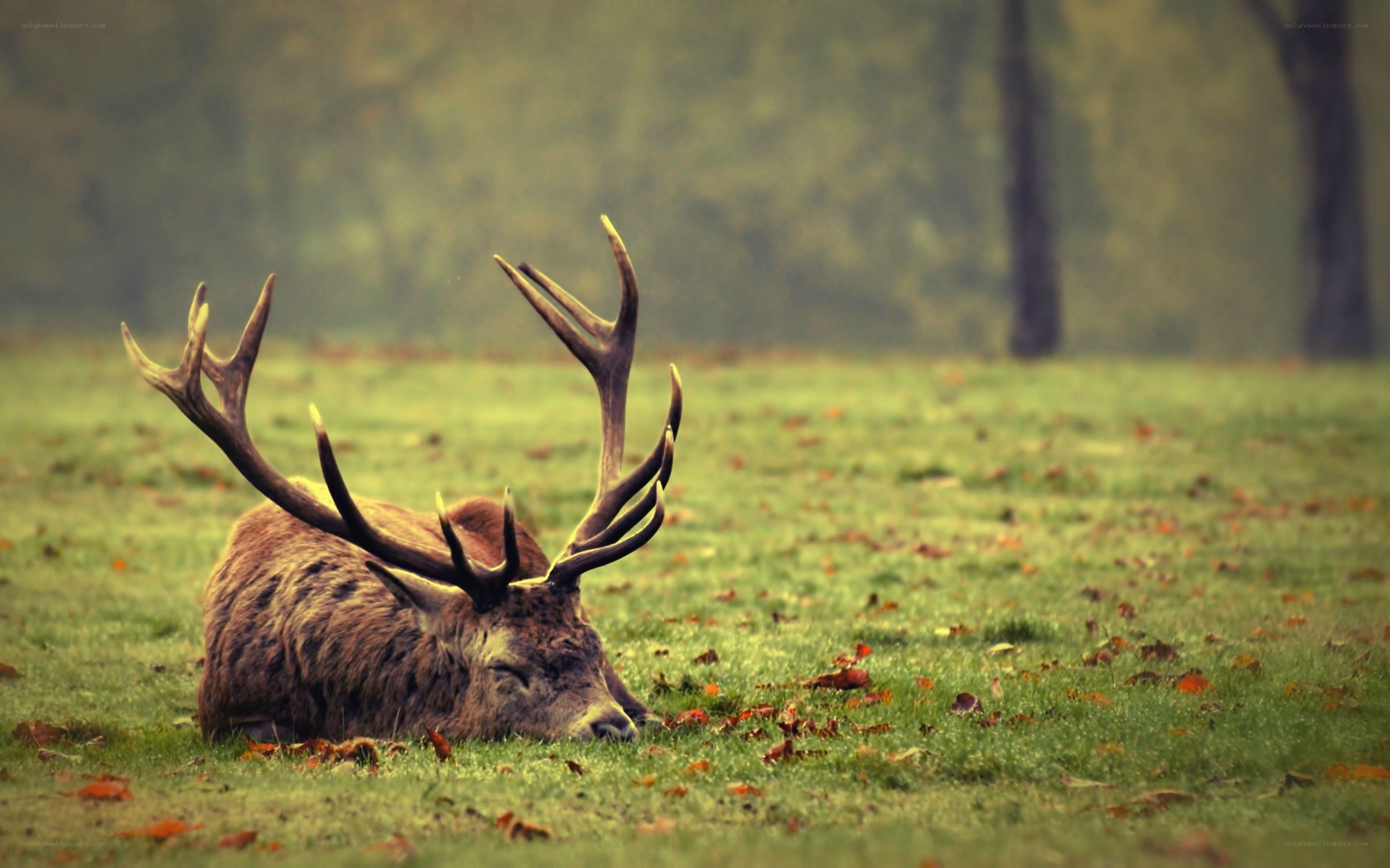 deer resting in a field