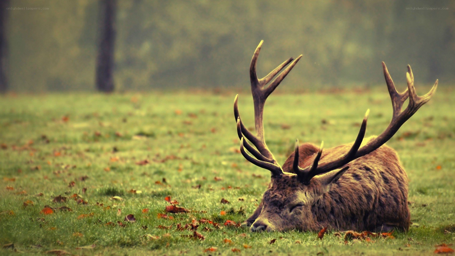 Deer resting in a field