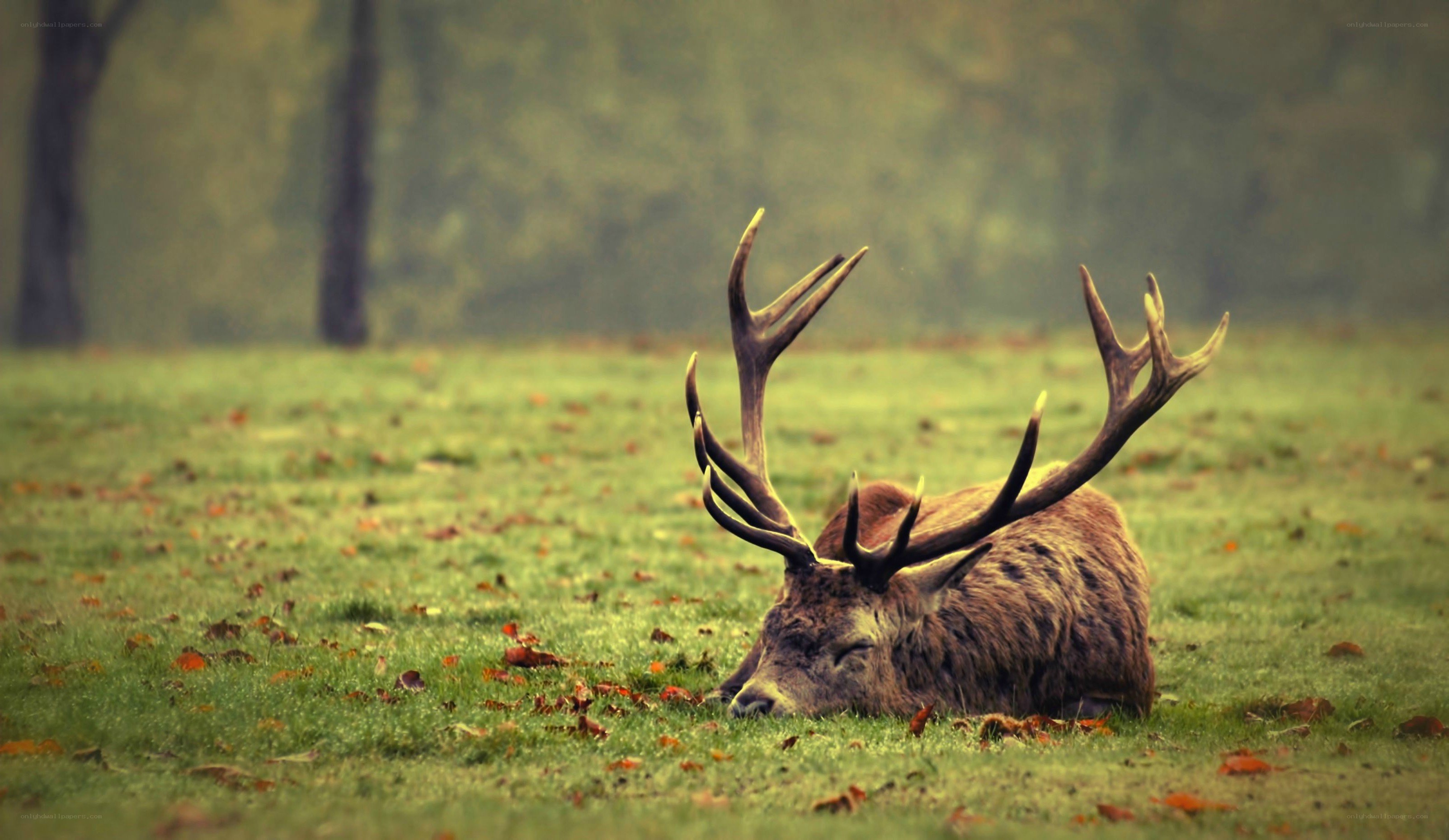 Deer resting in a field