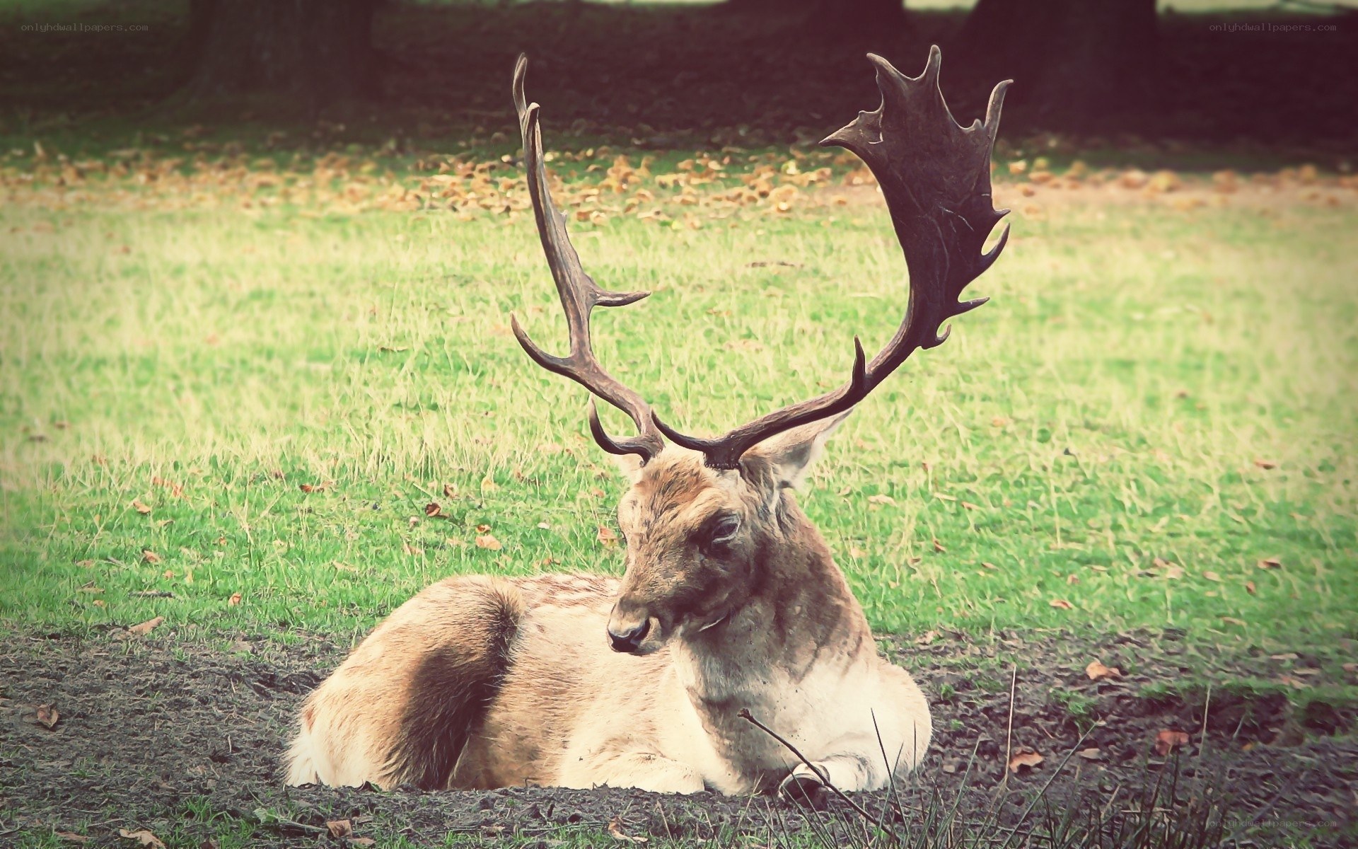 Deer resting in a field