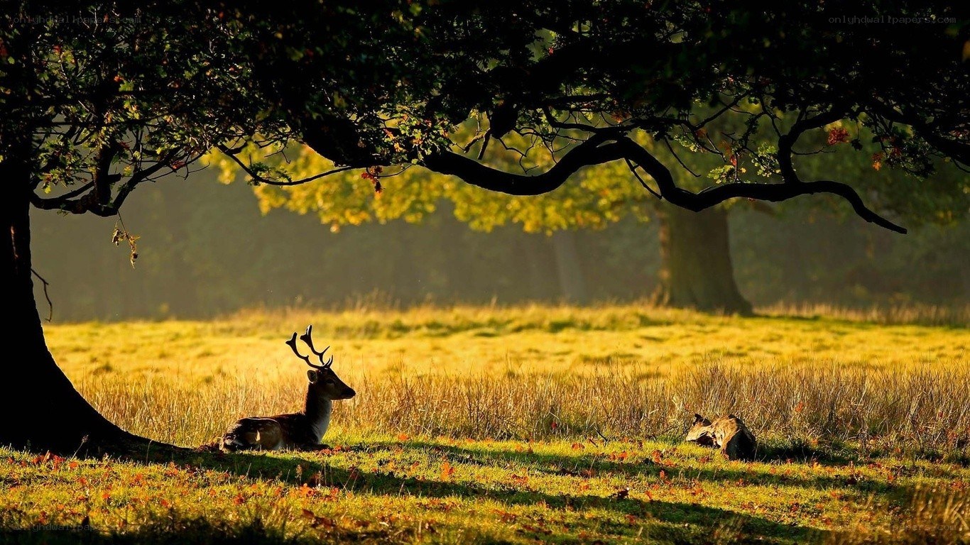 Deer resting in autumn field