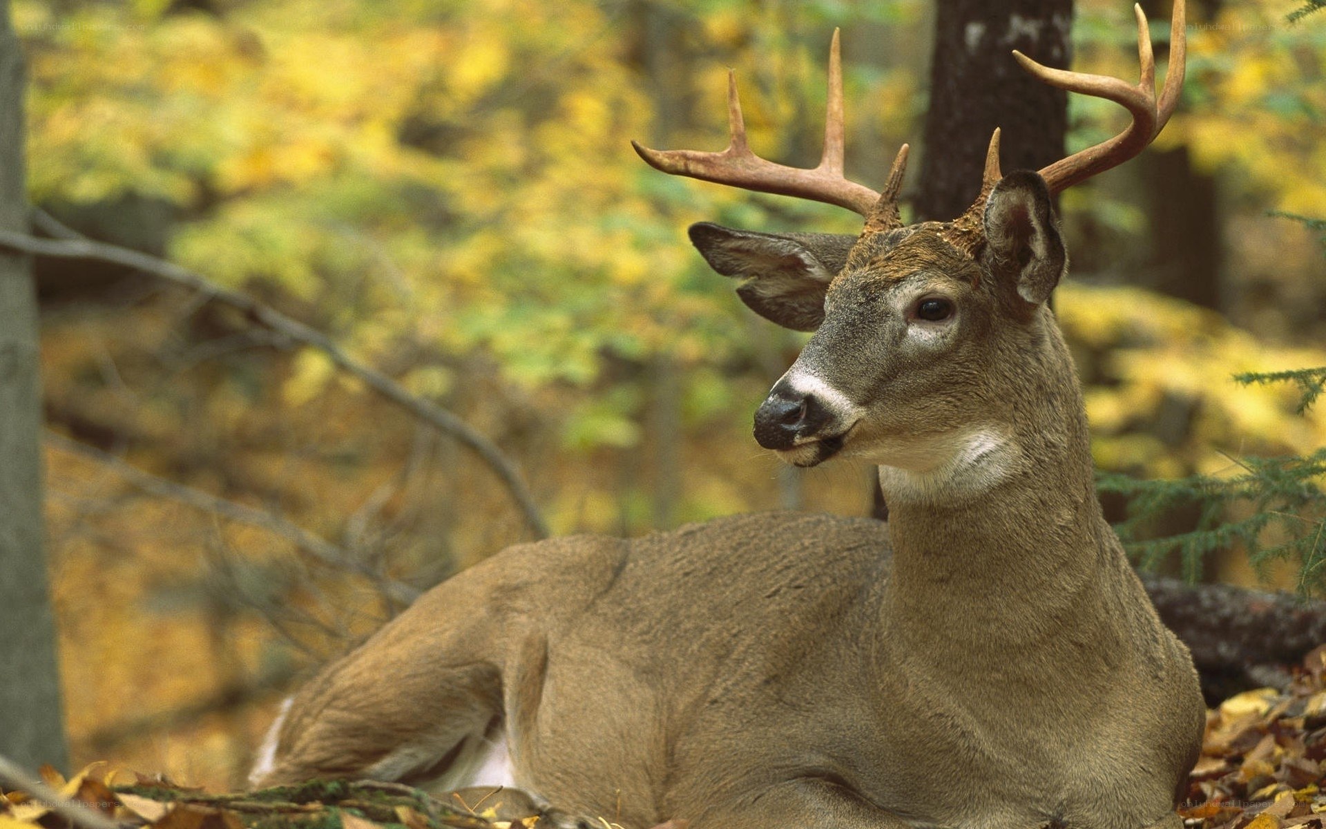 Deer resting in autumn forest