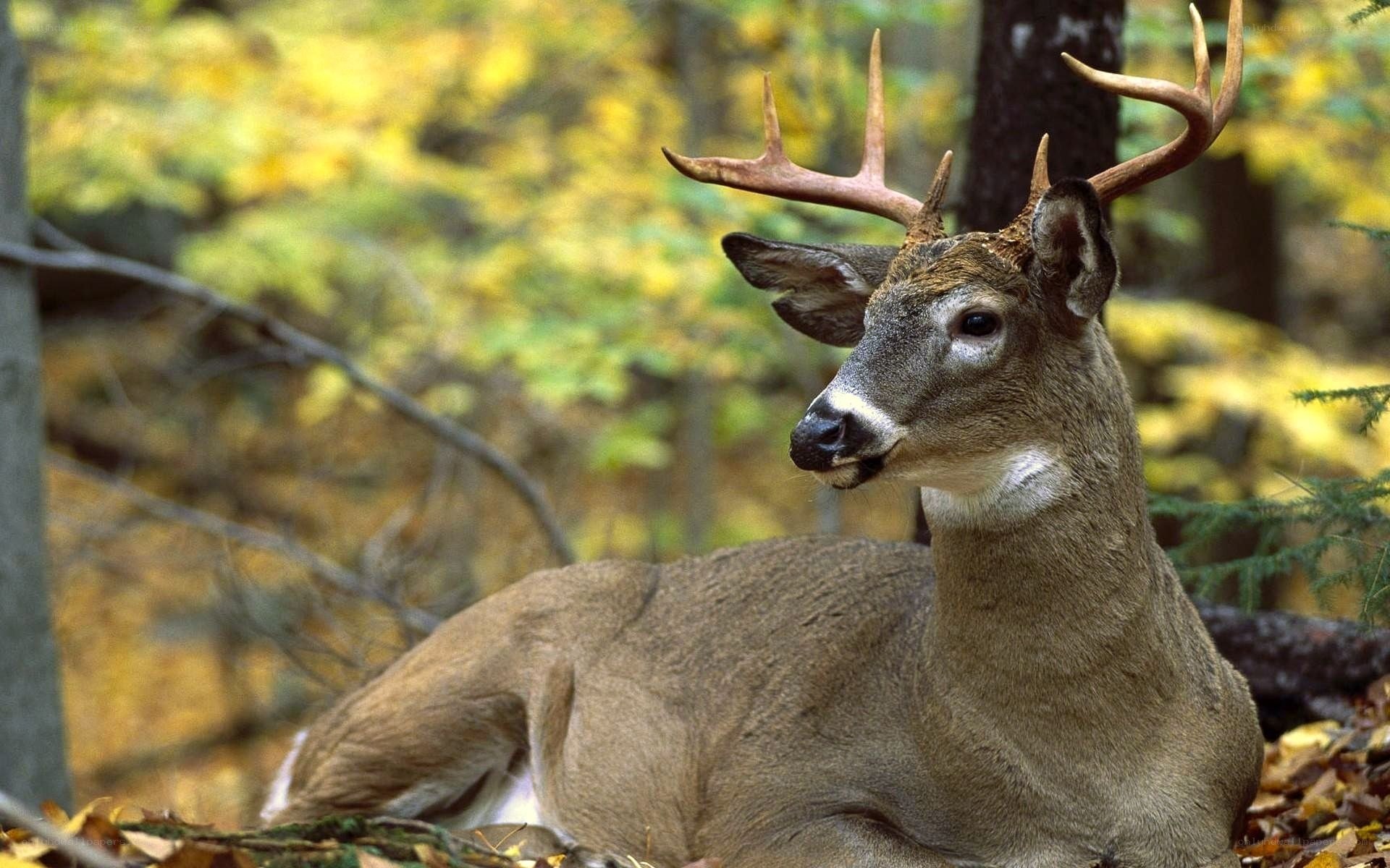 Deer resting in autumn forest