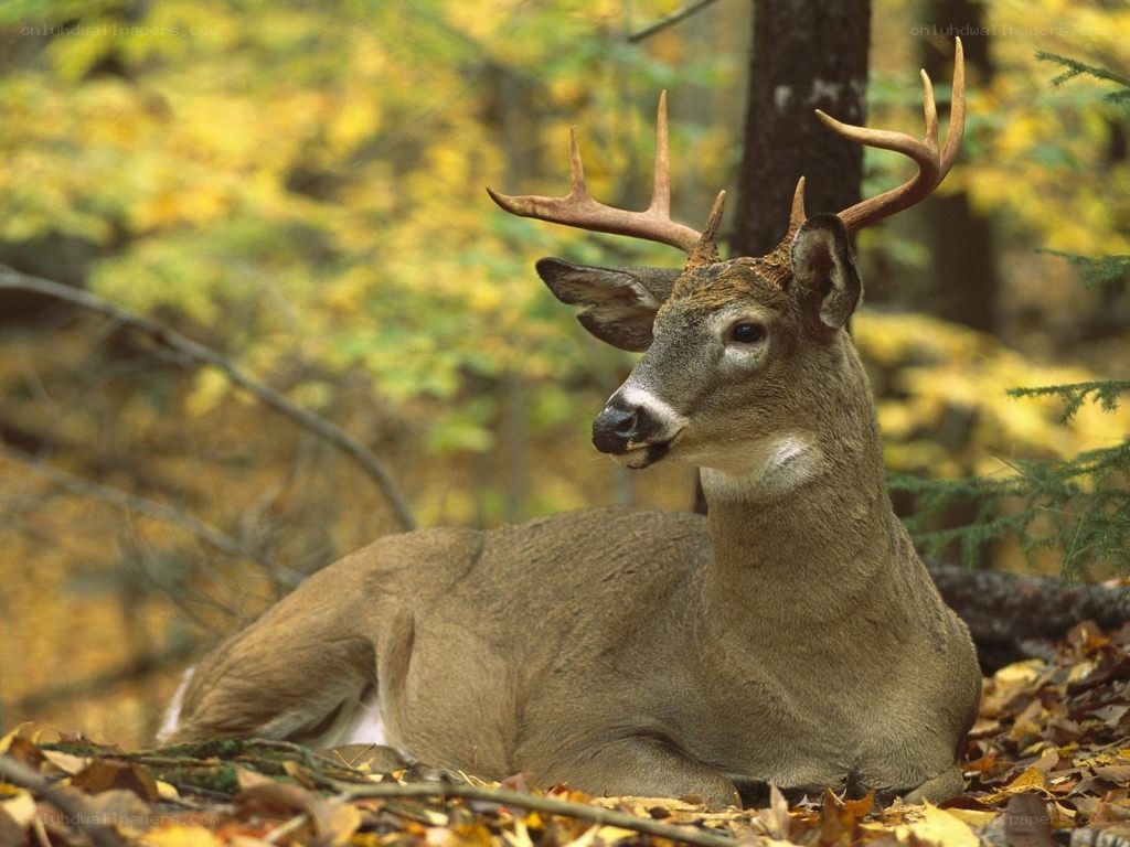 Deer resting in autumn forest