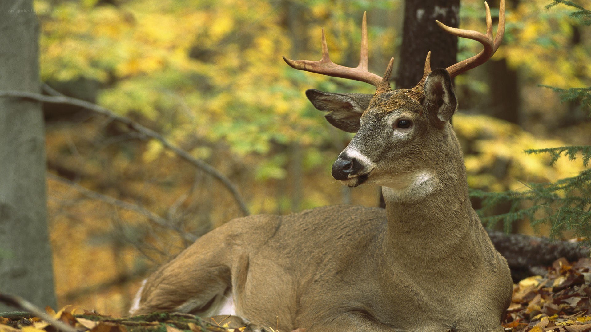 Deer resting in autumn forest