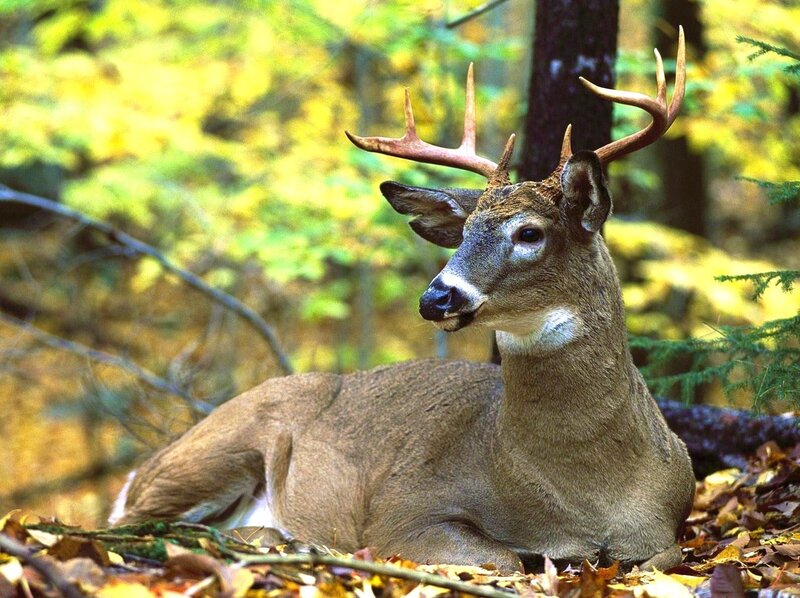 Deer resting in autumn forest