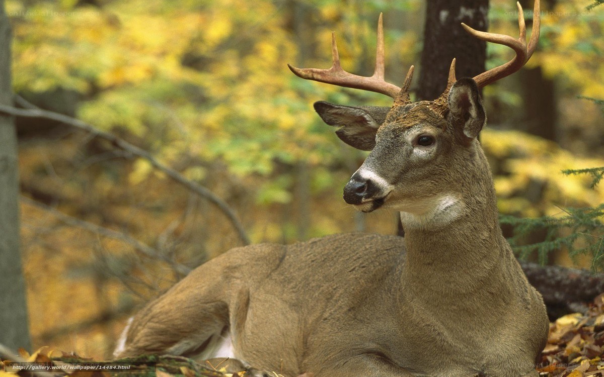 Deer resting in autumn forest