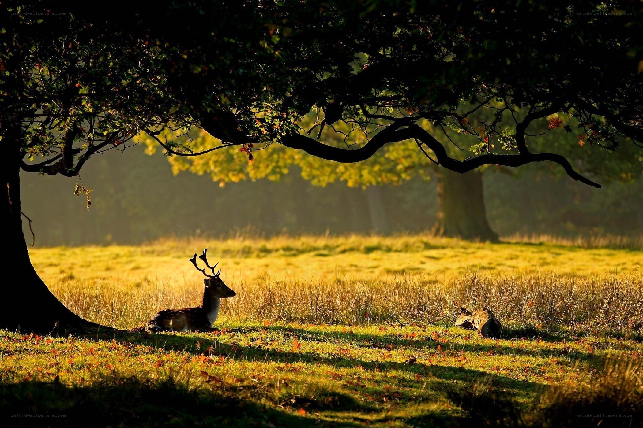 Deer resting in autumn light
