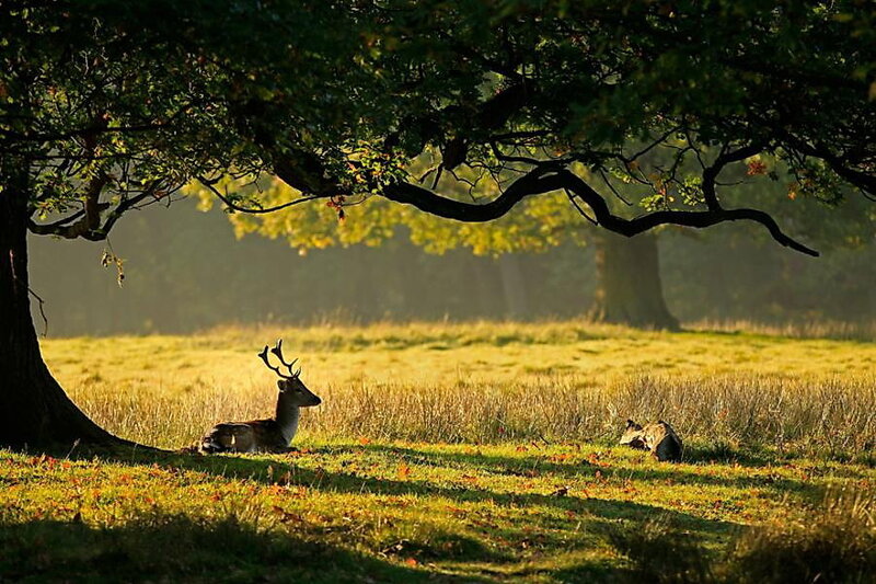 Deer Resting in Field