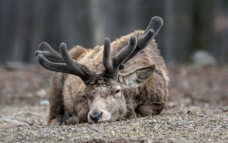 Deer resting in forest