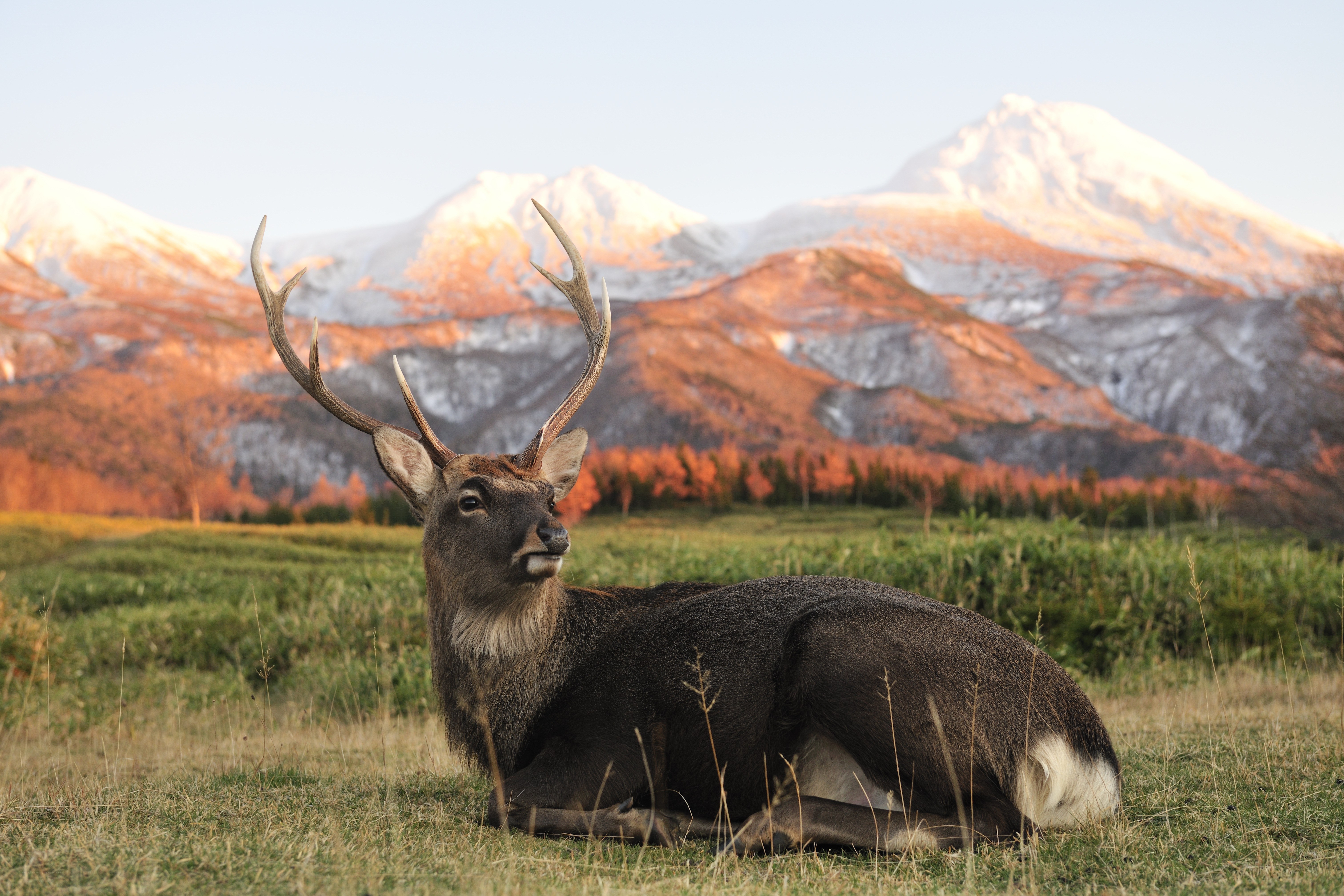 Deer resting in mountain field