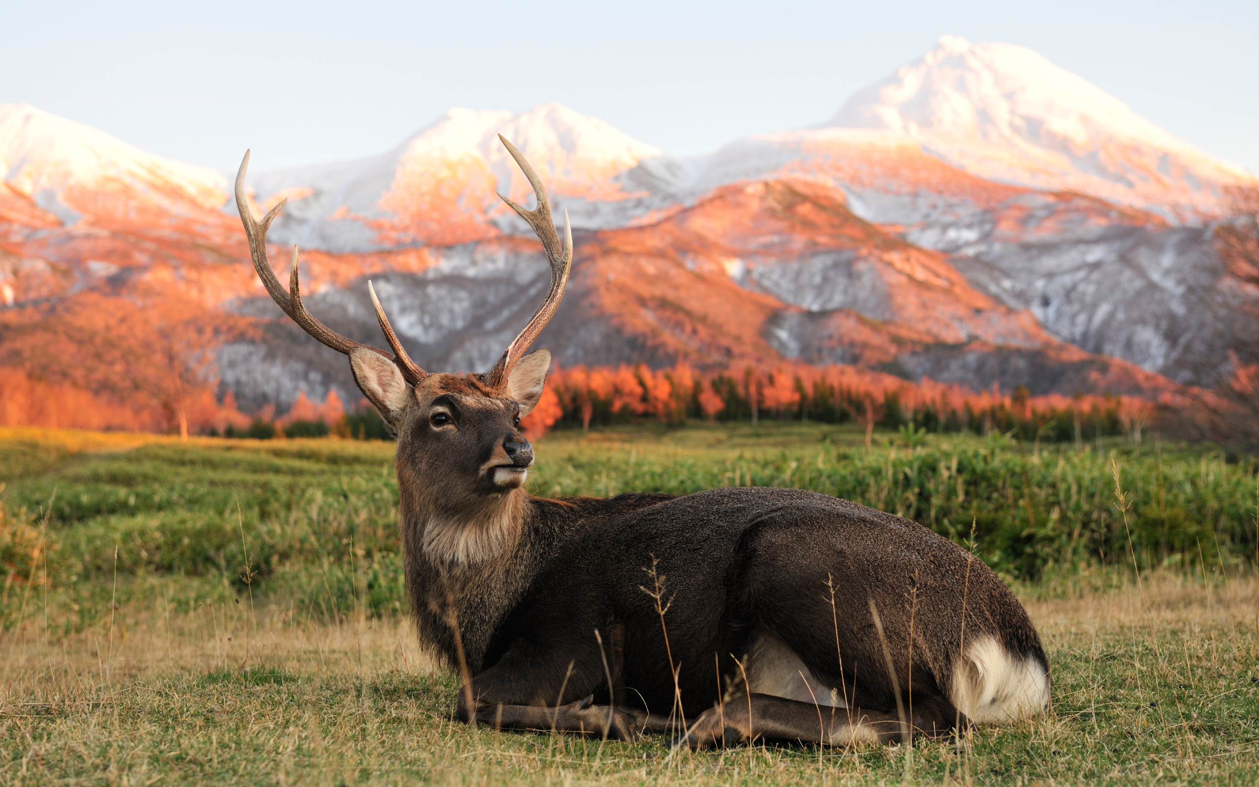 Deer resting in mountain field