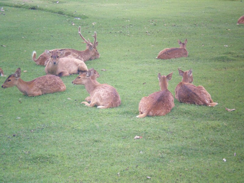 Deer resting on a grassy field