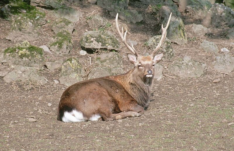 deer resting on ground