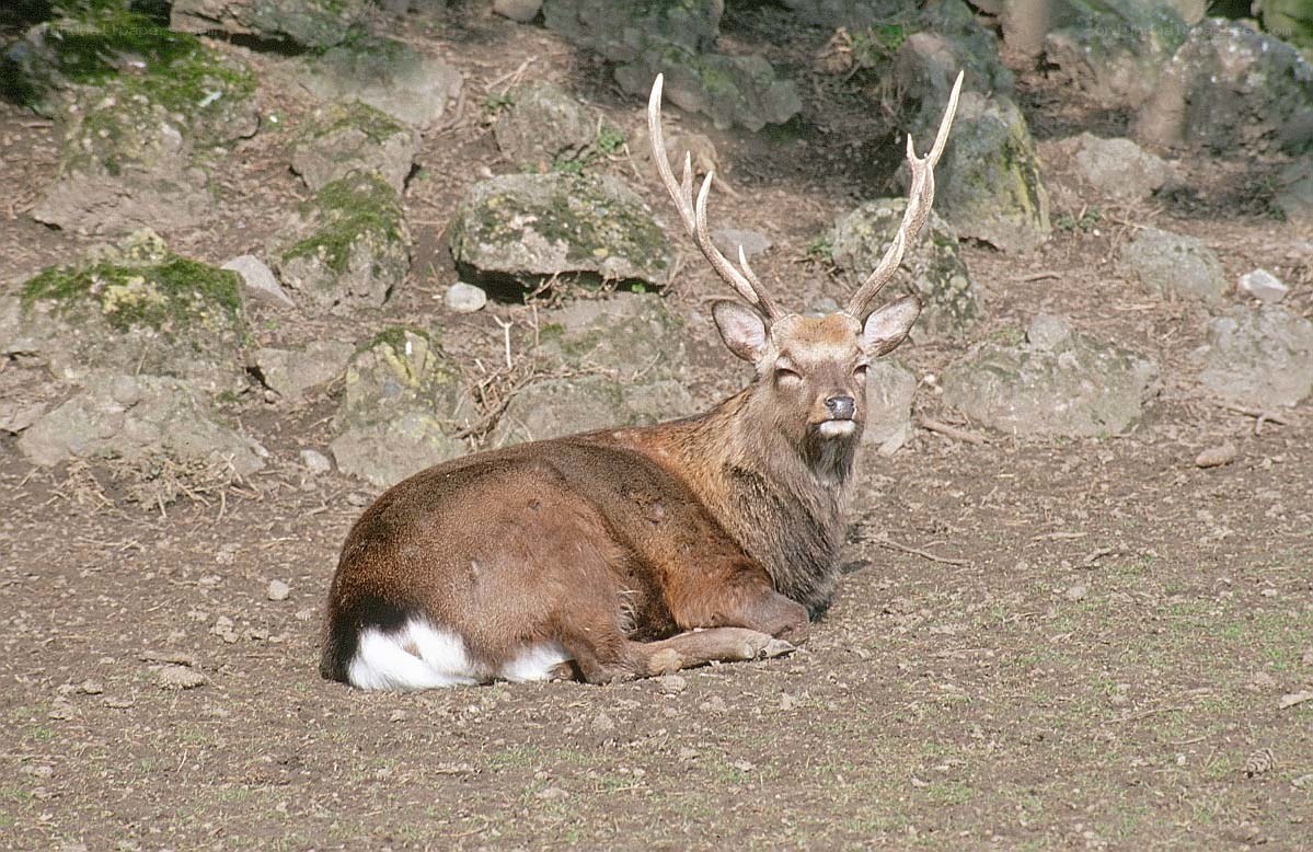 deer resting on ground