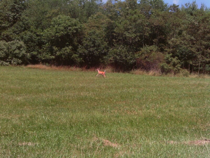 Deer Running in Field — Green