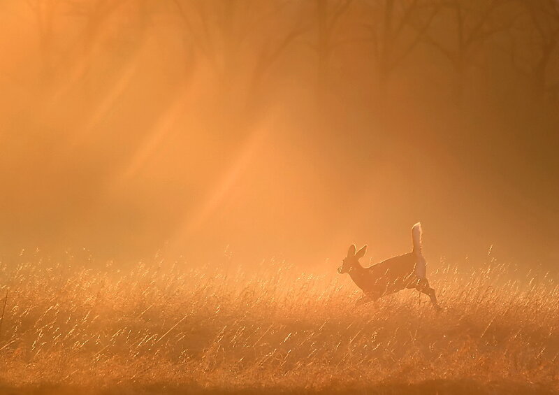 Deer Running in Field