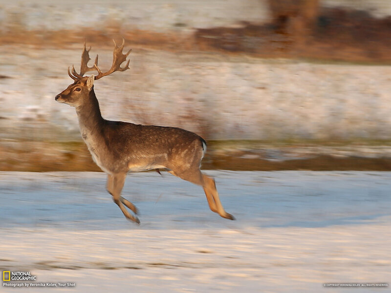 Deer Running in Snow — Brown, Dynamic
