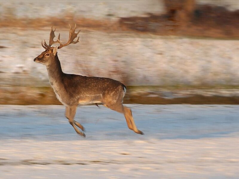 Deer Running in Snow — Brown, Dynamic, Winter