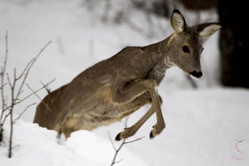 Deer Running in Snow — Brown