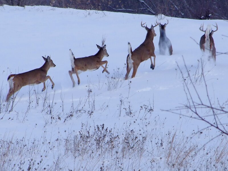 Deer Running in Snow