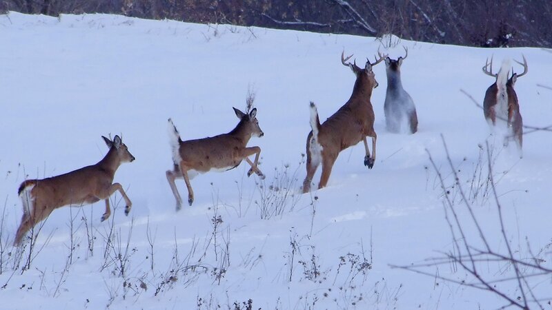 Deer Running in Snow — White, Active