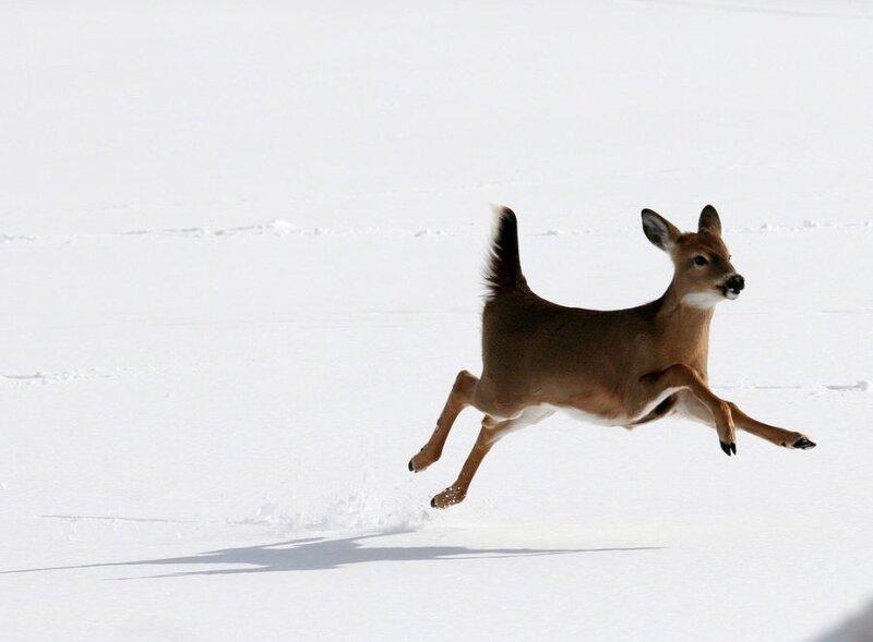 Deer Running in Snow — White