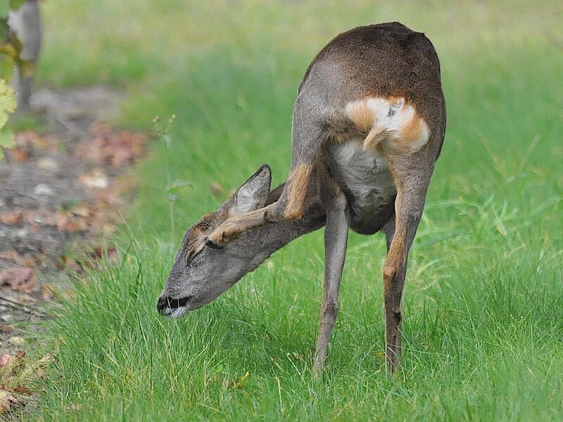 deer scratching its back