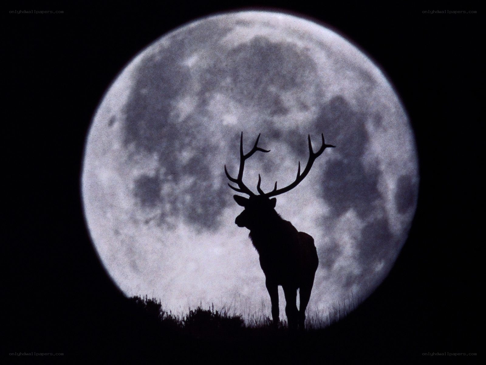 Deer silhouette against full moon
