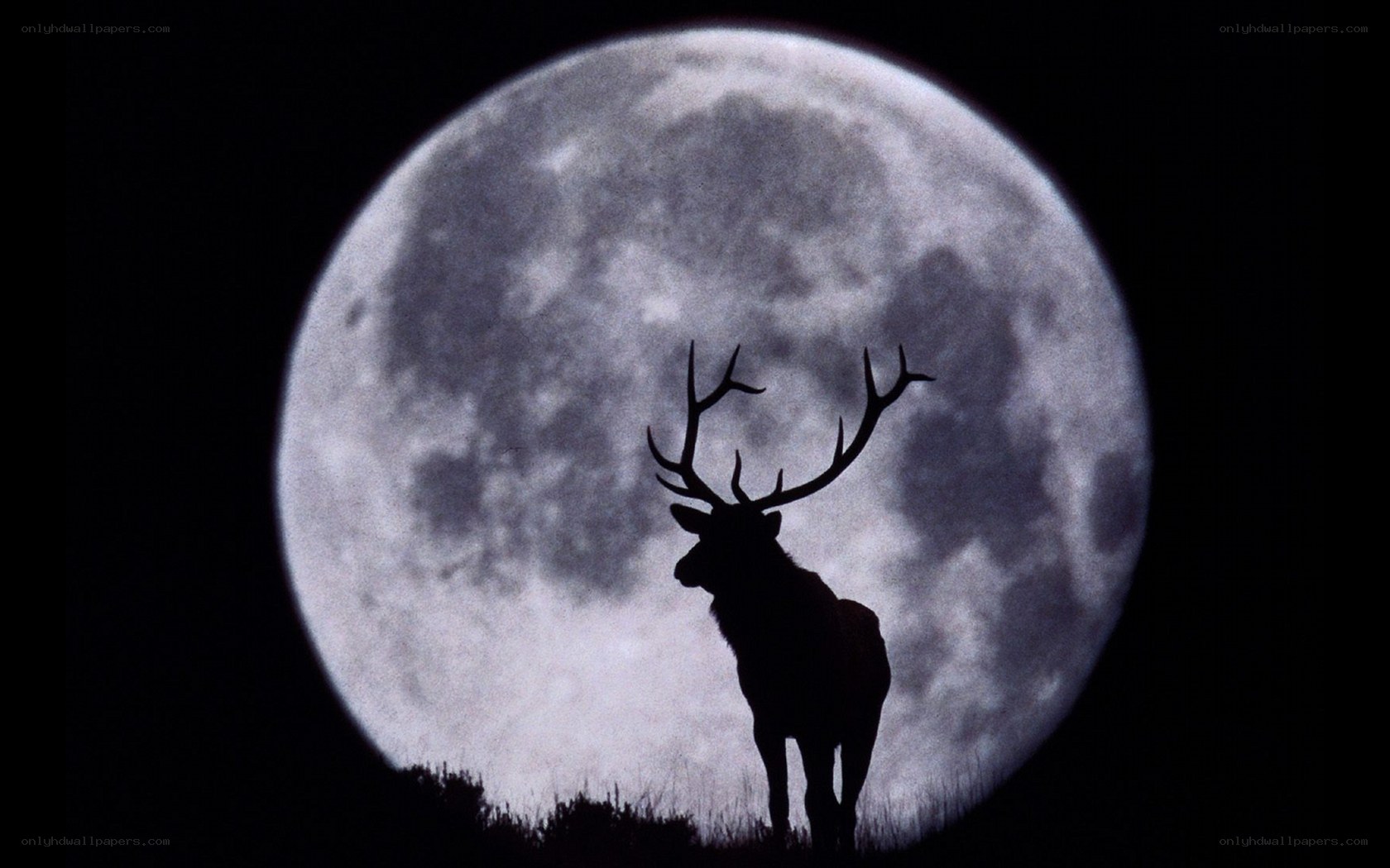 Deer silhouette against full moon