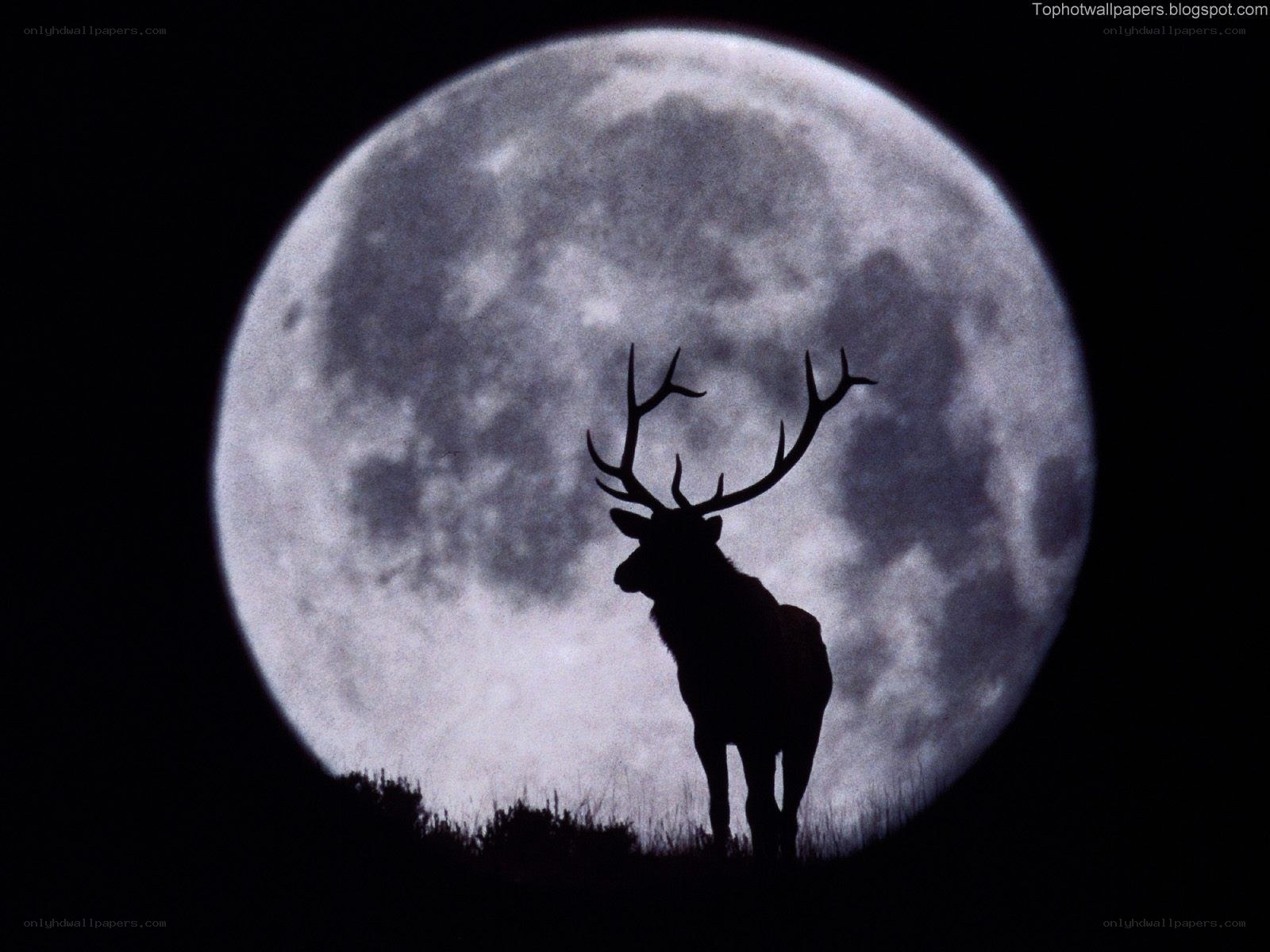 deer silhouette against full moon