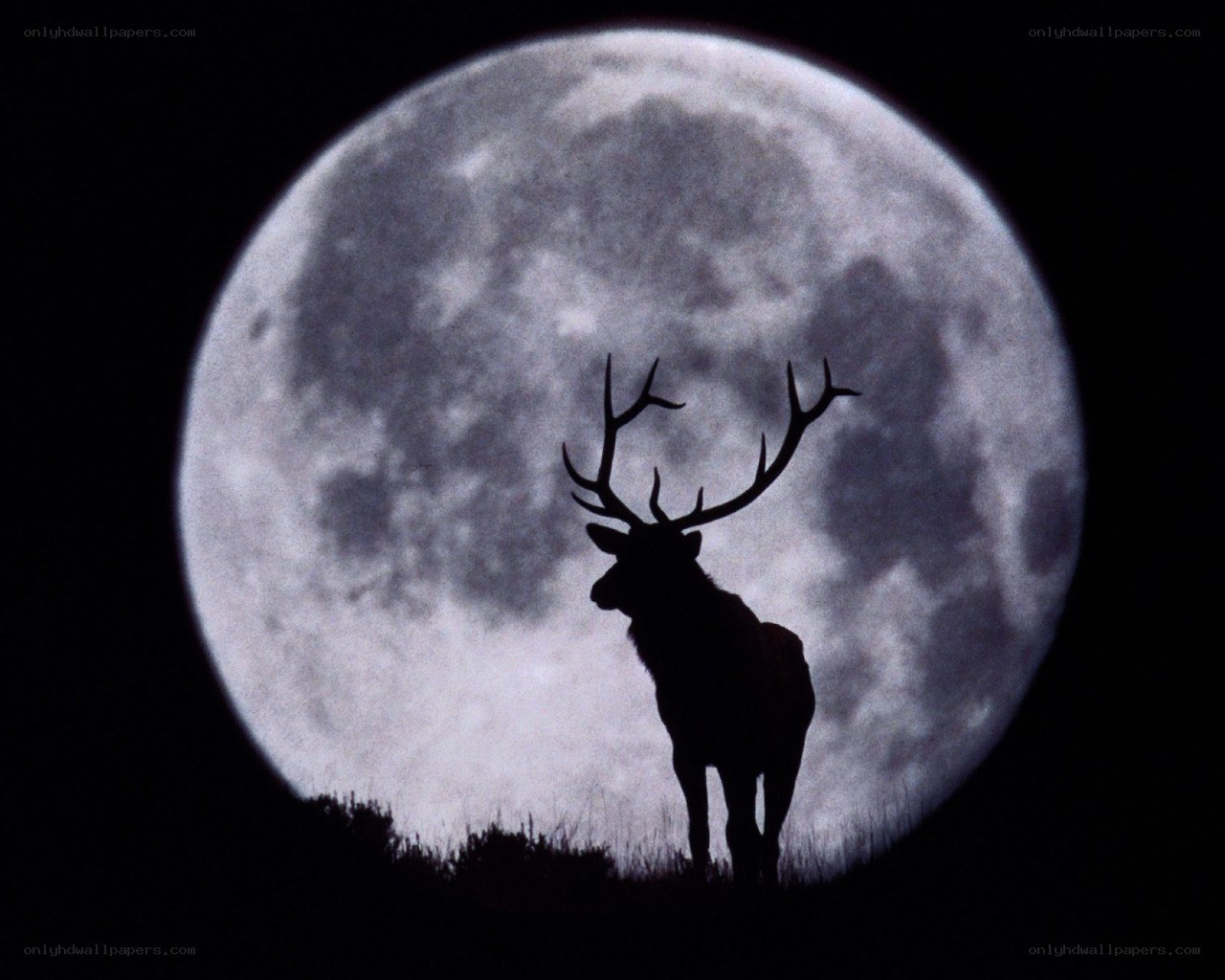 Deer silhouette against full moon